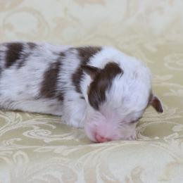 Miniature American Shepherd Puppies from AKC Emerald Minis