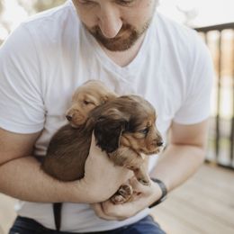 Dachshund Puppies from Little Loves