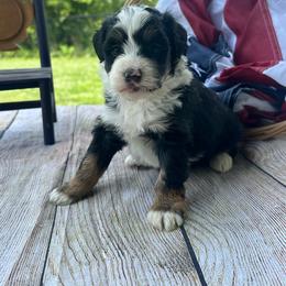 Bailey - Tri-color female Bernedoodle puppy in Moulton, Iowa from Shondel Puppy Paws