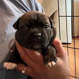 Thor - Brown brindle male American Staffordshire Terrier puppy in Byron, Georgia from Lelani