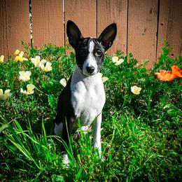 Kitana - Basenji puppy from Triforce Basenjis