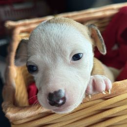 Italian Greyhound Puppies from WAHLTOWAHLIGGYS