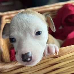 Italian Greyhound Puppies from WAHLTOWAHLIGGYS