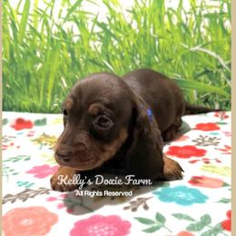 Chocolate and Tan Male Smooth - Chocolate and tan male Dachshund puppy in Cleveland, Tennessee from Kelly's Doxie Farm