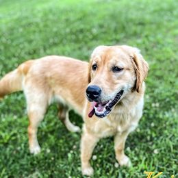 Kira - Golden Retriever