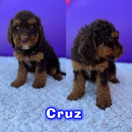 Bernedoodle Puppies from Over the Moon Poodles and Doodles