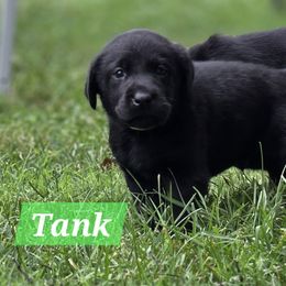 Tank - Black male Labrador Retriever puppy in Caledonia, Ohio from 7Cs Labs