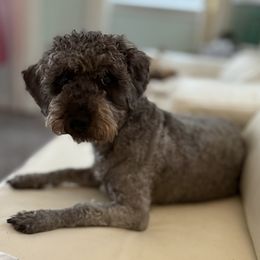 Tinsley Tiana - Silver female Shihpoo puppy in Colonial Beach, Virginia from BeachRidge Pups