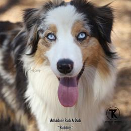 Bubbles - Australian Shepherd