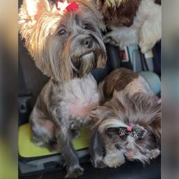 Gucci - Yorkshire Terrier