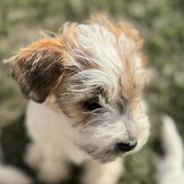 Russell Terrier Puppies from Elite AKC Show Russell Terriers