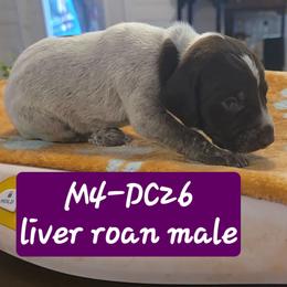Burgundy - Liver roan male German Shorthaired Pointer puppy in Dahlonega, Georgia from Pointer Mountain Bird Dogs