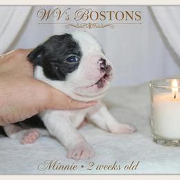 Minnie - Black and white female Boston Terrier puppy in North Central, Vermont from Windy Valley’s Bostons