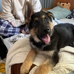 Queso - Black and tan male German Shepherd puppy in Hughesville, Maryland from Parsons German Shepherds