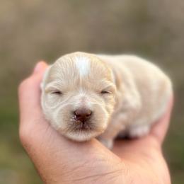 Midas - Wheaten male Miniature Schnauzer puppy in Clover, South Carolina from Bobo’s Babies Kennels