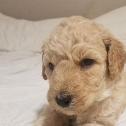 Poodle Puppies from S&L Missouri Standard Poodles LLC