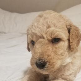 Poodle Puppies from S&L Missouri Standard Poodles LLC