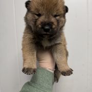 Tsukiko - Shikoku puppy from Kiseki No Yama