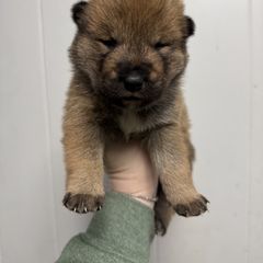 Tsukiko - Shikoku puppy from Kiseki No Yama