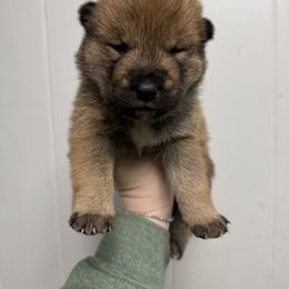 Tsukiko - Shikoku puppy from Kiseki No Yama