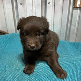 Brownie - Red & white male Australian Shepherd puppy in Whitwell, Tennessee from Owl Hollow Farm