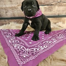 Cane Corso Puppies from Carrie Brown's Cane Corsos