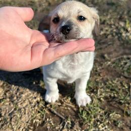 Ryder - Cream and white male Chihuahua puppy in Alvord, Texas from Gift of Gods Favor