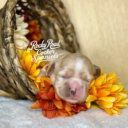 Willow - Buff and white female Cocker Spaniel puppy in Nashville, Arkansas from Rocky Road Puppies
