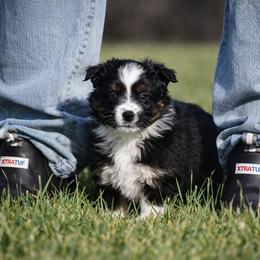 Lilac - Black tri female Miniature Australian Shepherd puppy in Lowgap, North Carolina from Baileys Mini Aussies