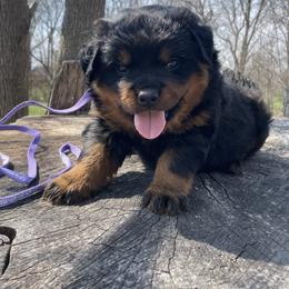 Kara - Black and mahogany female Rottweiler puppy in Industry, Illinois from KDKs Kennels