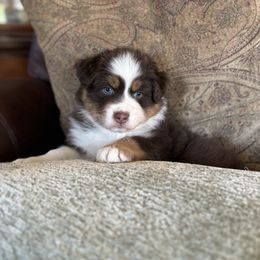 Wild Rose - Red tri-color female Australian Shepherd puppy in Creston, California from Copper Sky Aussies of the Cental Coast