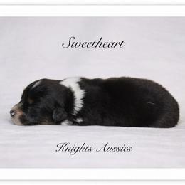Sweetheart - Black tri-color female Australian Shepherd puppy in Ceres, California from Knight's Aussies