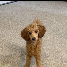 Franklin - Red  male Poodle puppy in Wentworth, South Dakota from PaintersPreciousPoodles
