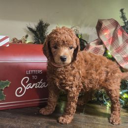 Jovie - Red  female Poodle puppy in Statesboro, Georgia from Briar Creek Kennels