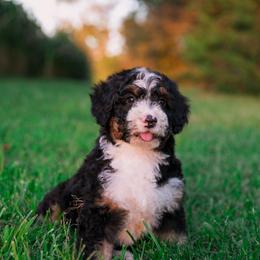 Australian Mountain Doodle Puppies from Brick House Farm Doodles