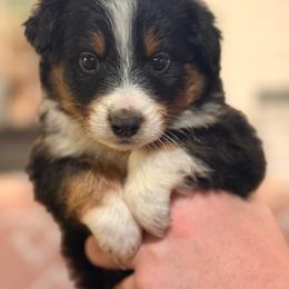 Cookie Crunch - Black tri male Miniature Australian Shepherd puppy in Oak Harbor, Washington from Happy-Go-Lucky Homestead