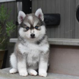 Azul - Gray and white male Pomsky puppy in Coos Bay, Oregon from Ocean View Pomskies
