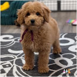 Hadley - Mini Goldendoodle - OFA-Genetics-2 Yr Warranty. - Apricot female Goldendoodle puppy in Jeddo, Michigan from Apple Creek Doodles