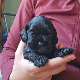 Tootsie - Black female Cocker Spaniel puppy in Marshfield, Wisconsin from Gingerale Cockers and Cockapoos