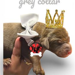 Grey collar - Red and rust female Doberman Pinscher puppy in Canton, Ohio from Aaliyah’s Dobies