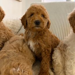 Honey - Apricot female Goldendoodle puppy in Loma Rica, California from BloomingPuppies