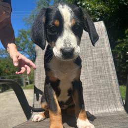 Red Girl - Black, white and red female Greater Swiss Mountain Dog puppy in Lower Burrell, Pennsylvania from Polyanna’s GSMD