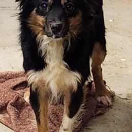 Debbie - Miniature Australian Shepherd
