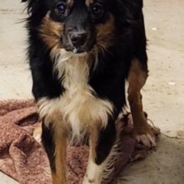 Debbie - Miniature Australian Shepherd