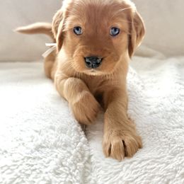 Companion Cross Puppies from Happy Tails Mini Goldens