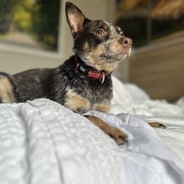 Cherry - Australian Cattle Dog