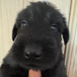 Boy 4 - Black male Giant Schnauzer puppy in North Royalton, Ohio from Mandy’s Giant Schnauzers