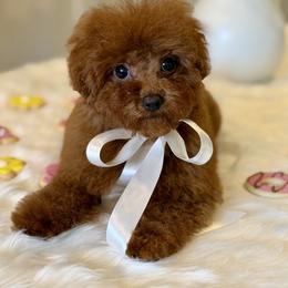 Poodle puppies from Lavish Poodles