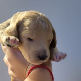 French Bulldog and Goldendoodle Puppies from Good Vibes Puppies