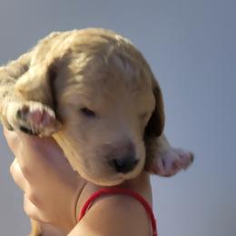 French Bulldog and Goldendoodle Puppies from Good Vibes Puppies
